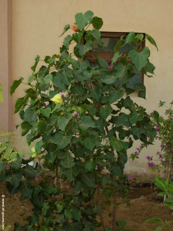 Hotel The Three Corners Rihana Inn El Gouna 2632