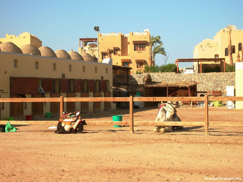 Yalla Horse Stables El Gouna 1028