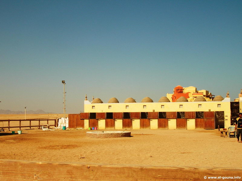 Yalla Horse Stables El Gouna 2957