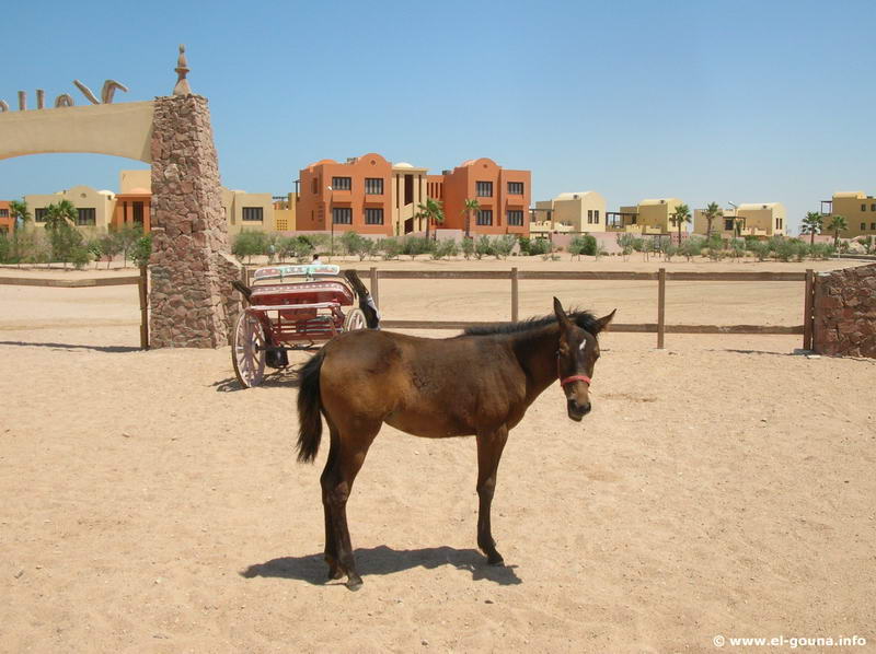 Yalla Horse Stables 8634