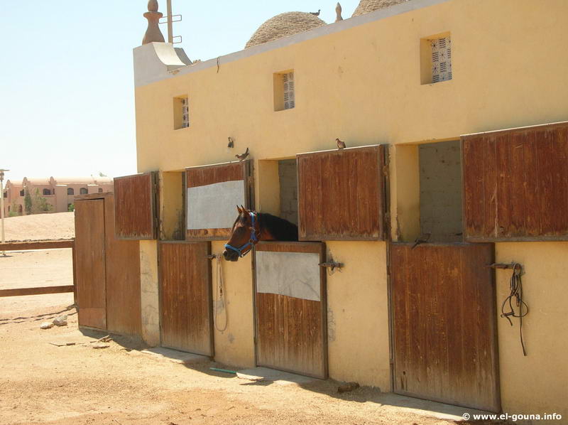 Yalla Horse Stables 8646