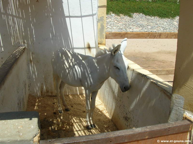 Yalla Horse Stables 8649