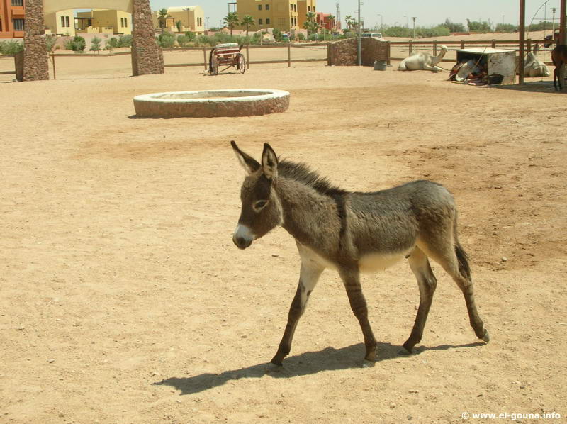 Yalla Horse Stables 8651