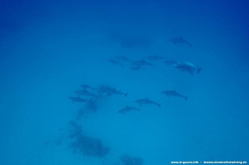 Blue Brothers Diving El Gouna 0028