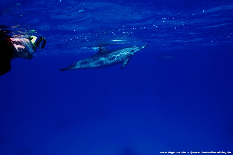 Blue Brothers Diving El Gouna 0059