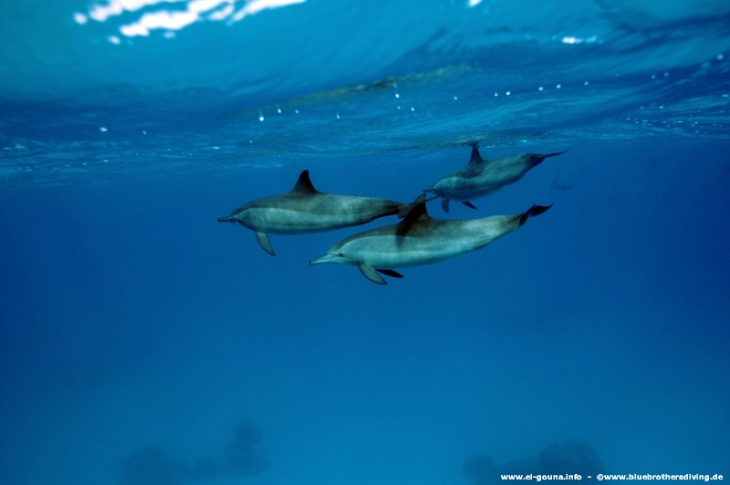 Dolphins Blue Brothers Diving  El Gouna 0072