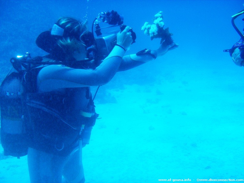 The Dive Connection  El Gouna 0057