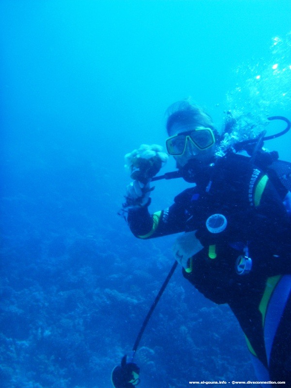 The Dive Connection  El Gouna 0063