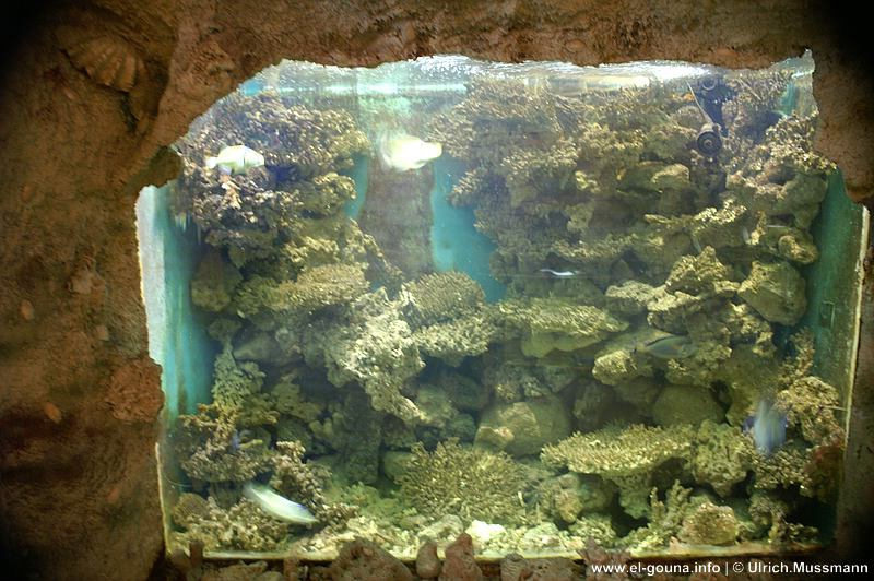 El Gouna Aquarium 0147