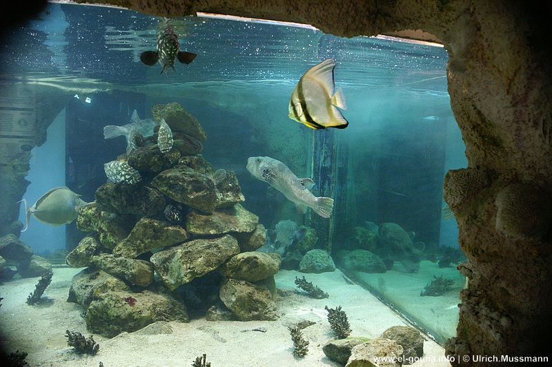 El Gouna Aquarium 0154