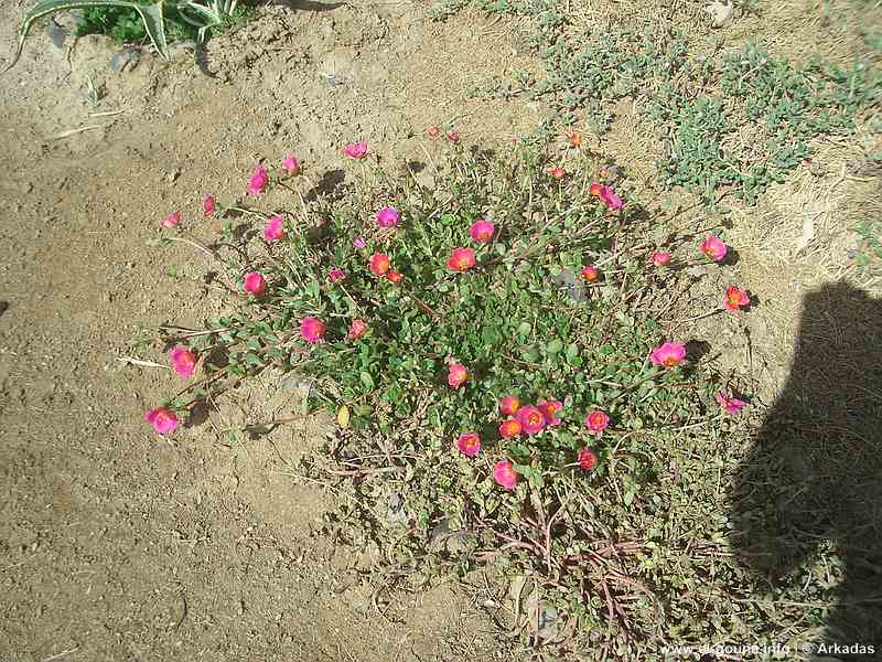 El Gouna Fischfarm 0715