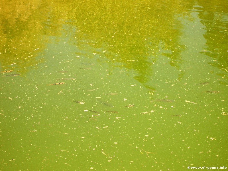 Fish Farm 2973
