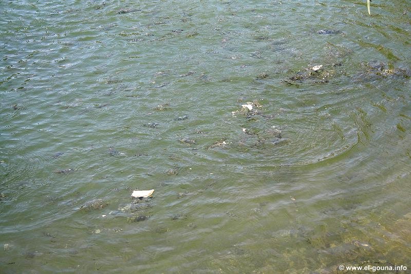 El Gouna Fischfarm 1215