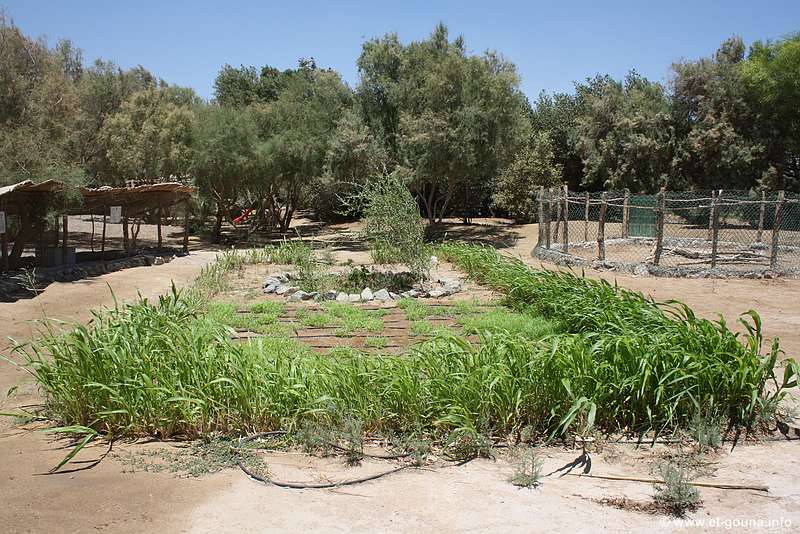 El Gouna Fischfarm 1277