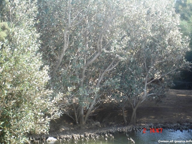 mangrove