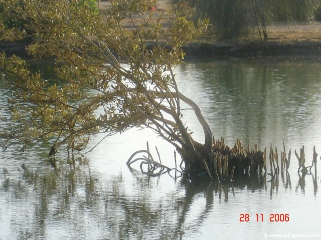 mangrove1