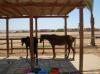 Yalla Horse Stables 8640
