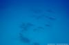 Blue Brothers Diving El Gouna 0028