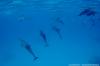 Blue Brothers Diving El Gouna 0045